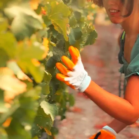 Vineyard - Over 14 Years Old Only Bed & Breakfast Datça
