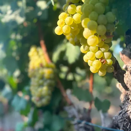 Vineyard - Over 14 Years Old Only Отель типа 