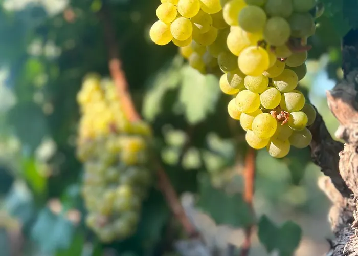 Vineyard - Over 14 Years Old Only Bed & Breakfast 4*