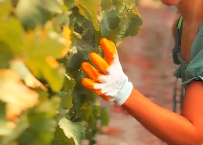 Vineyard - Over 14 Years Old Only Bed & Breakfast Datça