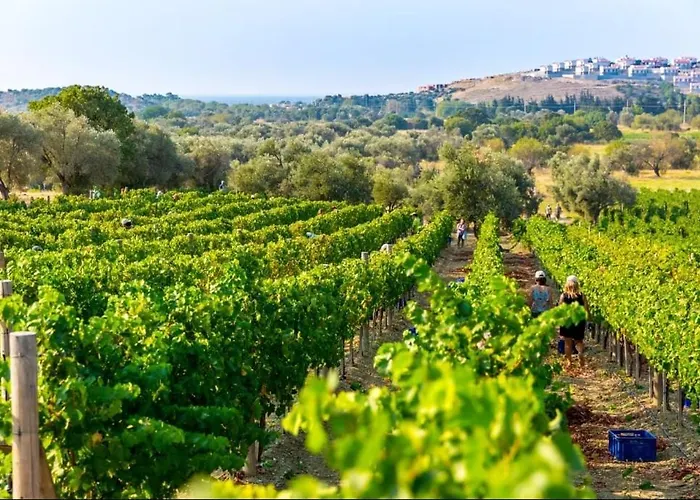 Vineyard - Over 14 Years Old Only Bed & Breakfast 4*